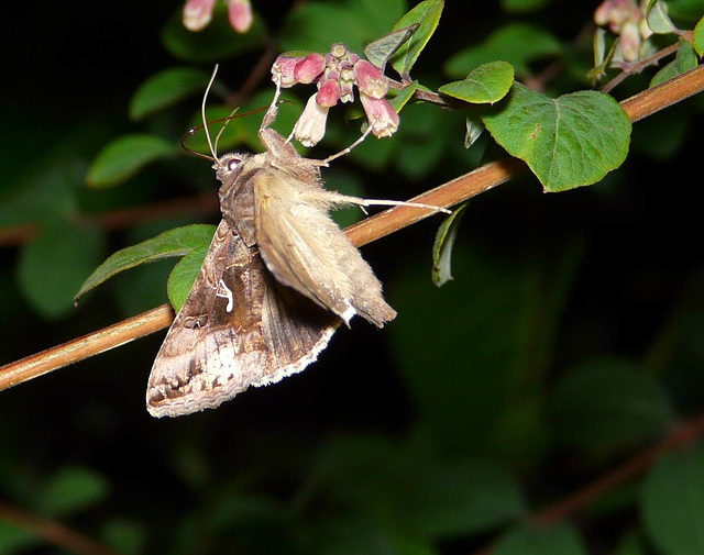 Silver Y Night Feeding