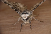 Peppered Moth Face