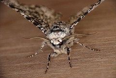 Peppered Moth Face