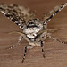 Peppered Moth Face