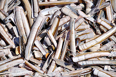 Razor shells