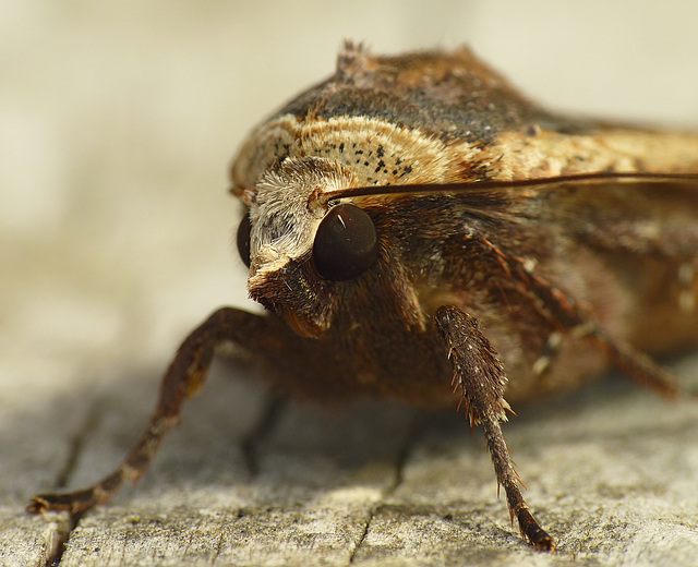 Large Yellow Underwing Face