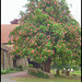churchyard chestnut