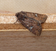 Common Rustic