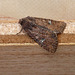 Common Rustic