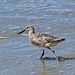 Willet (Summer Plummage)