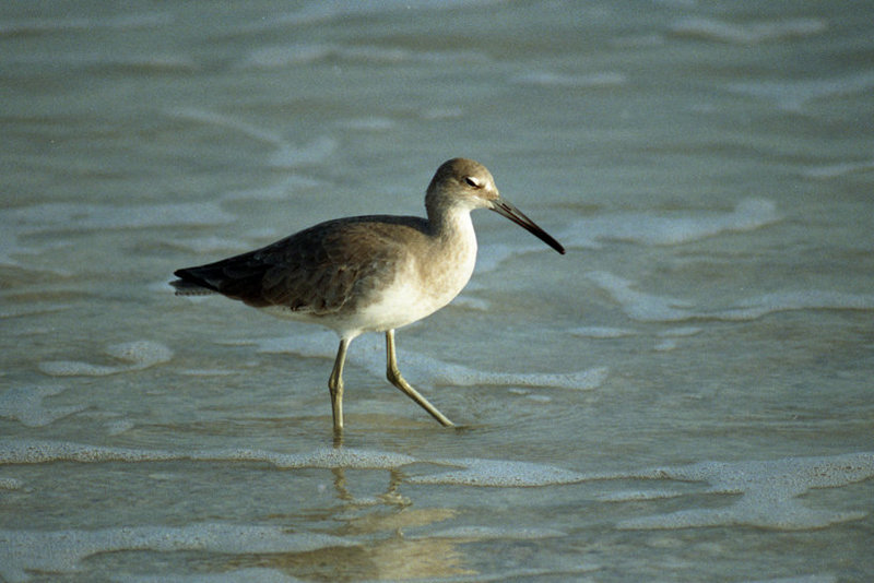 Willet Winter  Plumage