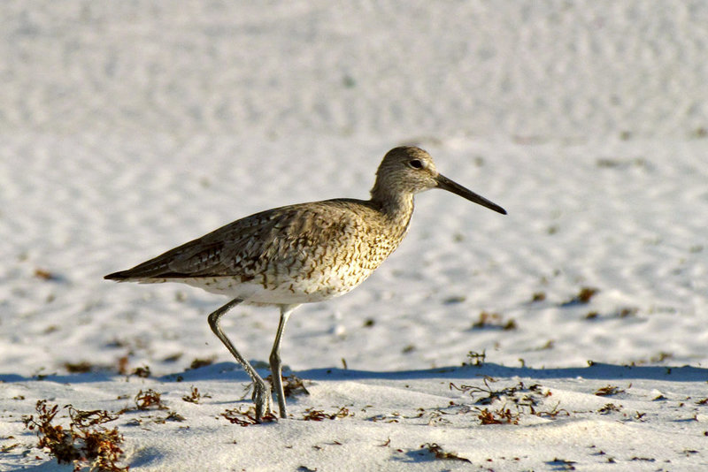 Walking Willet