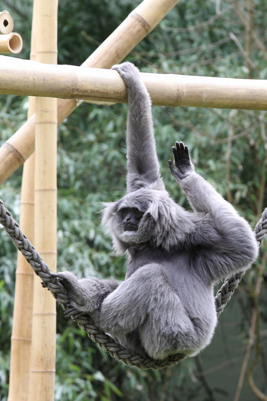 Silbergibbon (Hellabrunn)