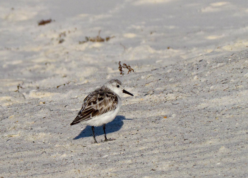 Sanderling