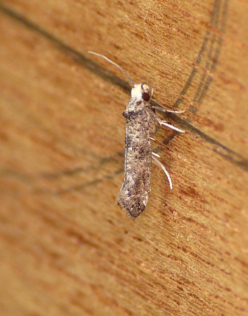 Paraswammerdamia nebulella