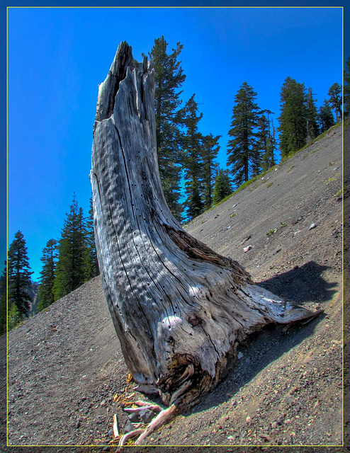 Silver Stump