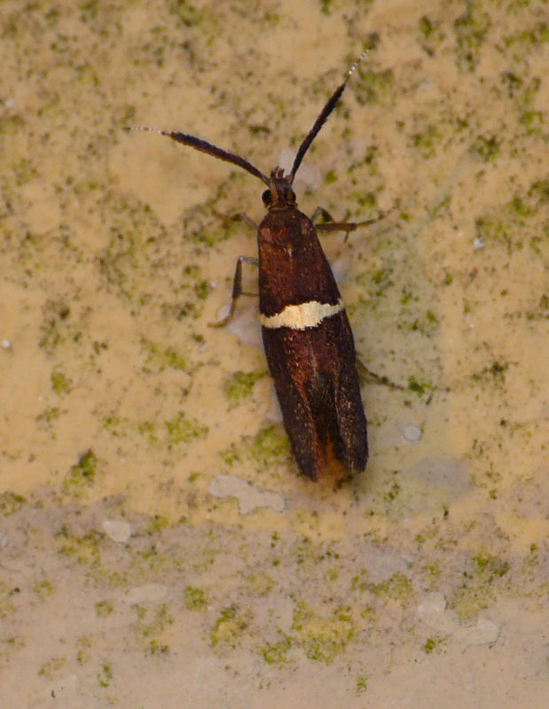 Eidophasia messingiella