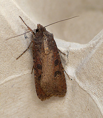 Pearly Underwing