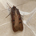 Pearly Underwing