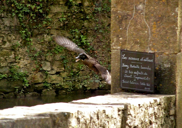 6 mai 2012 -  Oiseaux D'Ailleurs  160