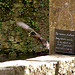 6 mai 2012 -  Oiseaux D'Ailleurs  160