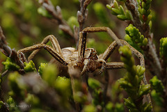 Nursery Web Spider