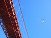 Bridge, Bird