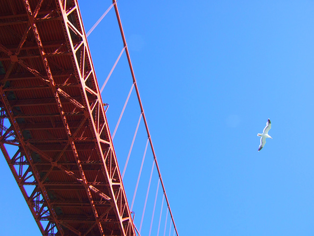 Bridge, Bird