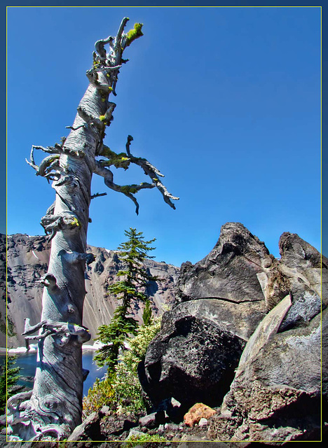 Bleached Tree 2