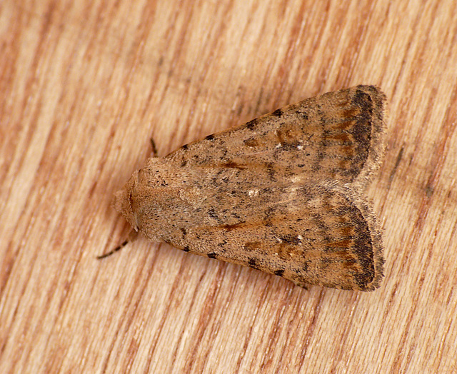 Pale Mottled Willow