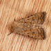 Pale Mottled Willow