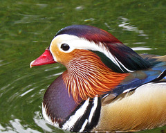 Mandarin Duck