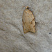 Acleris kochiella