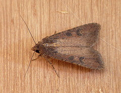 Pearly Underwing