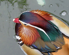 Mandarin Duck Back