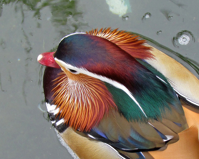 Mandarin Duck Back