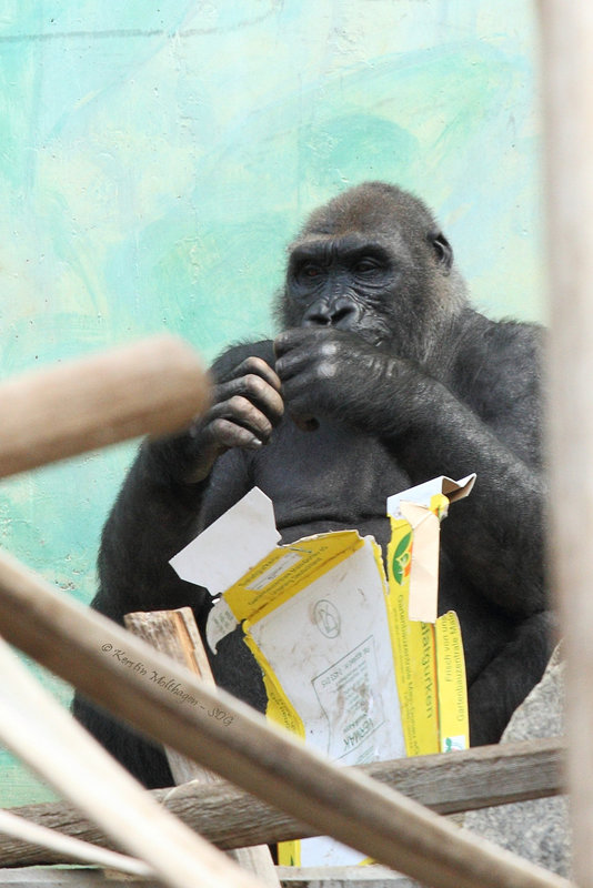 Gorilla (Hellabrunn)