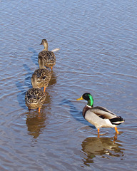 He's got his ducks in a row