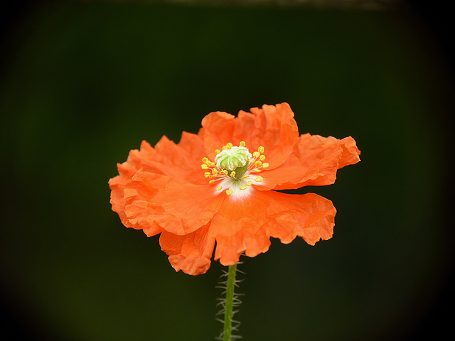 Patio Life: Poppy Love