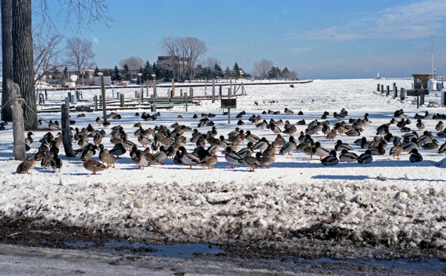 Harbor in Winter