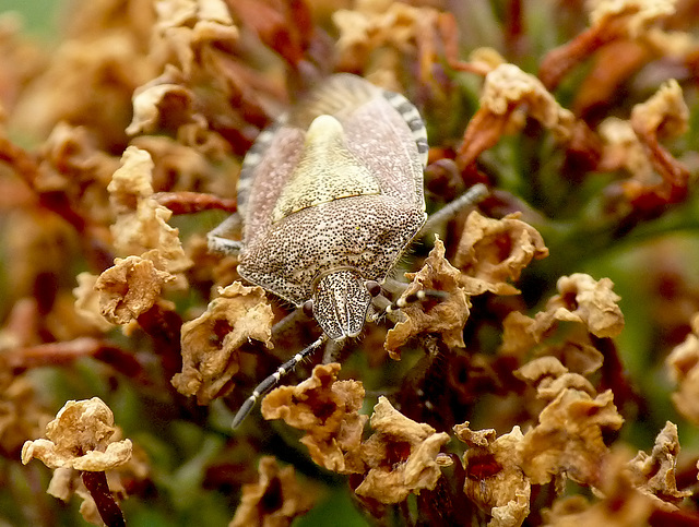 Patio Life: Sloe Bug