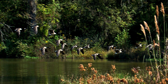 Flock of geese