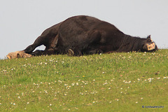 Far too hot to be galloping around on a sunny day  7261403826 o