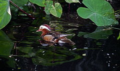 Mandarin Duck