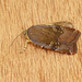 Lesser Broad-bordered Yellow Underwing