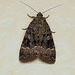 Cooper The Copper Underwing Moth