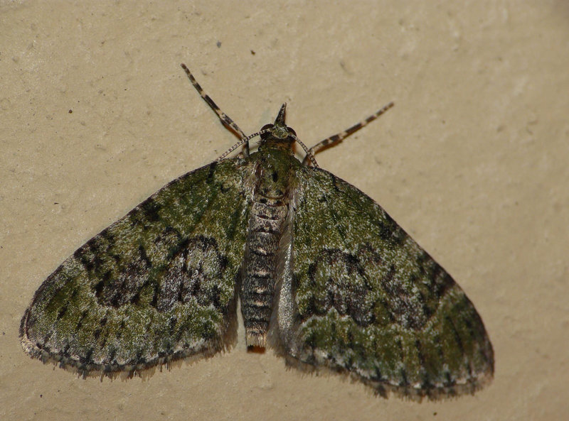 Yellow-barred Brindle