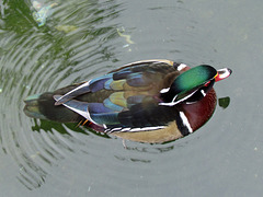 Wood Duck