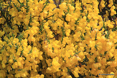 Cytisus scoparius