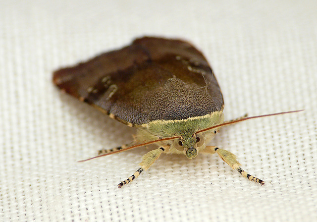 Lesser Broad-bordered Yellow Underwing Face