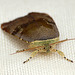 Lesser Broad-bordered Yellow Underwing Face