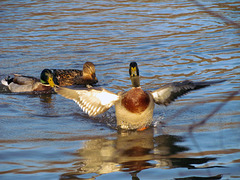 Mallards