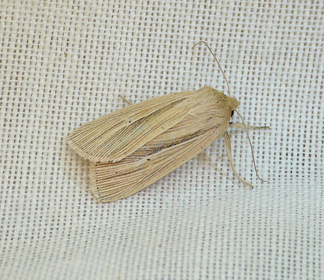 Smoky Wainscot