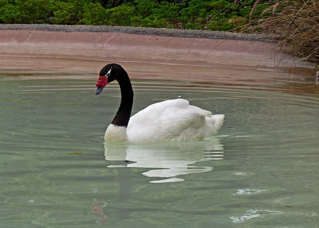 Black-necked Swan